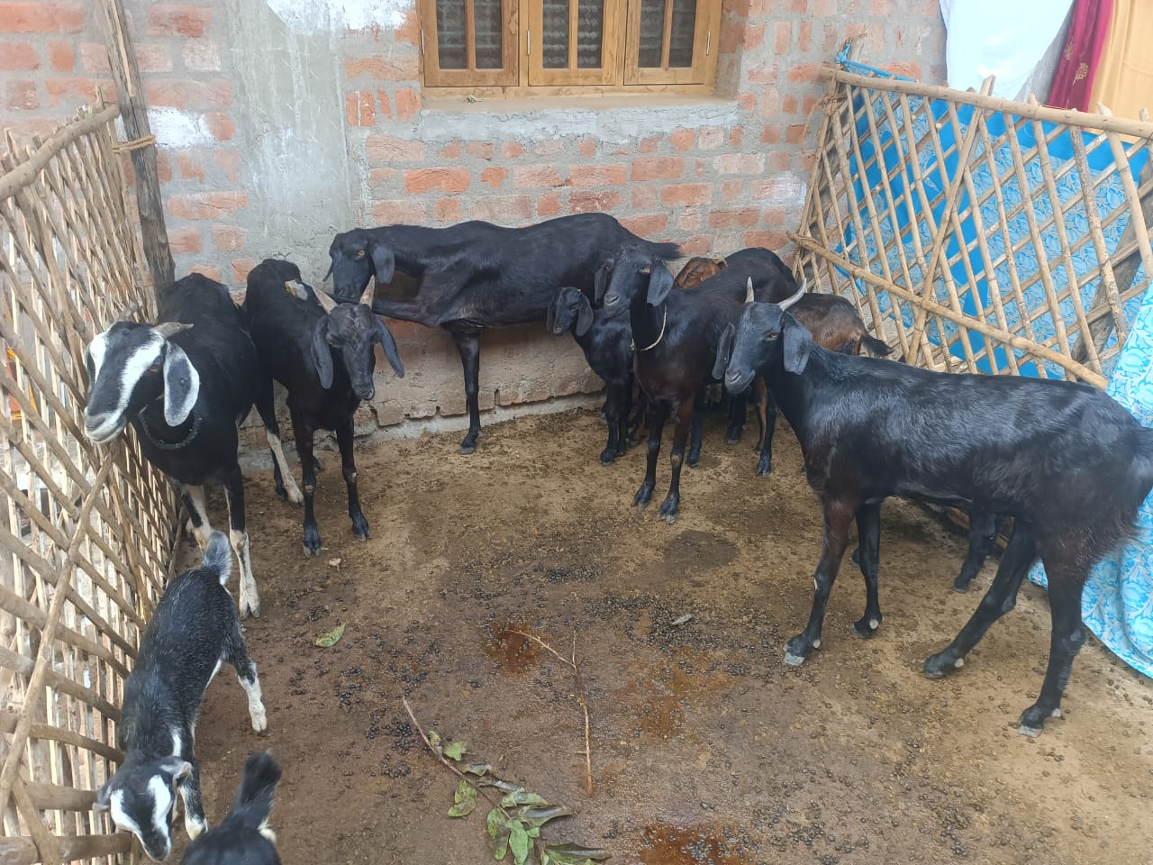 Black Goat(No horns)