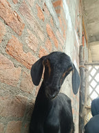 Black Goat with Golden Strips