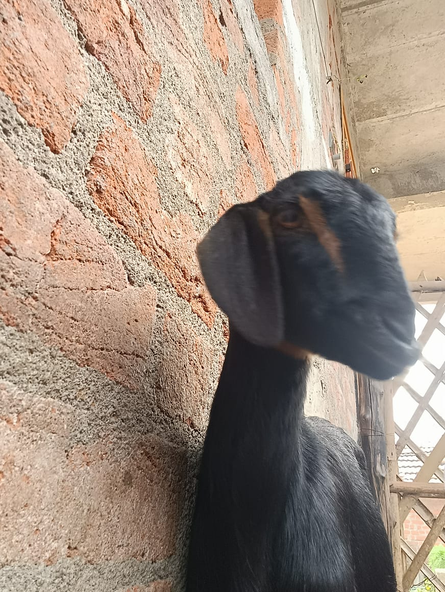 Black Goat with Golden Strips