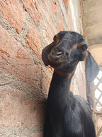 Black Goat with Golden Strips