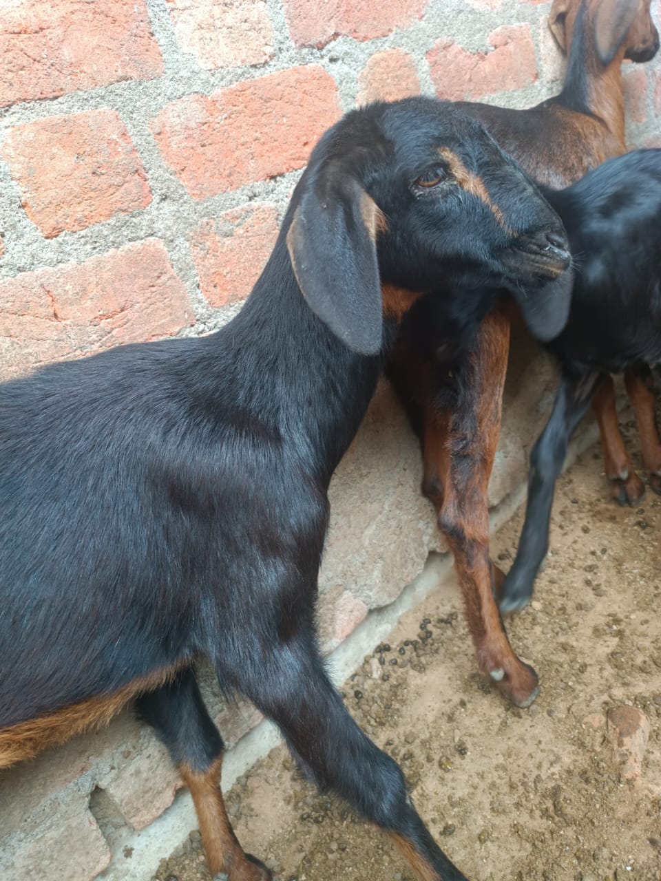 Black Goat with Golden Strips