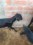 Black Goat with Golden Strips