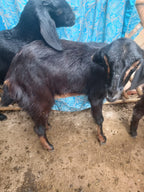 Black Goat with Golden Strips