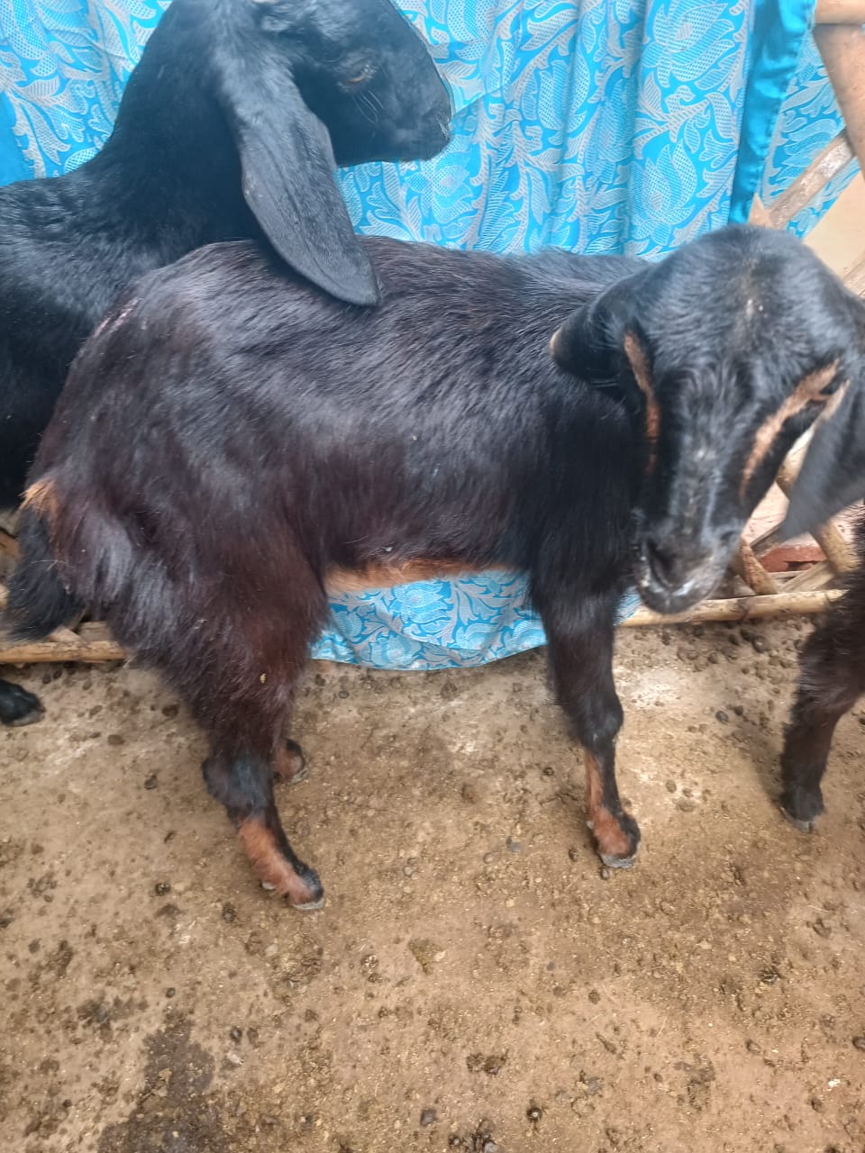 Black Goat with Golden Strips