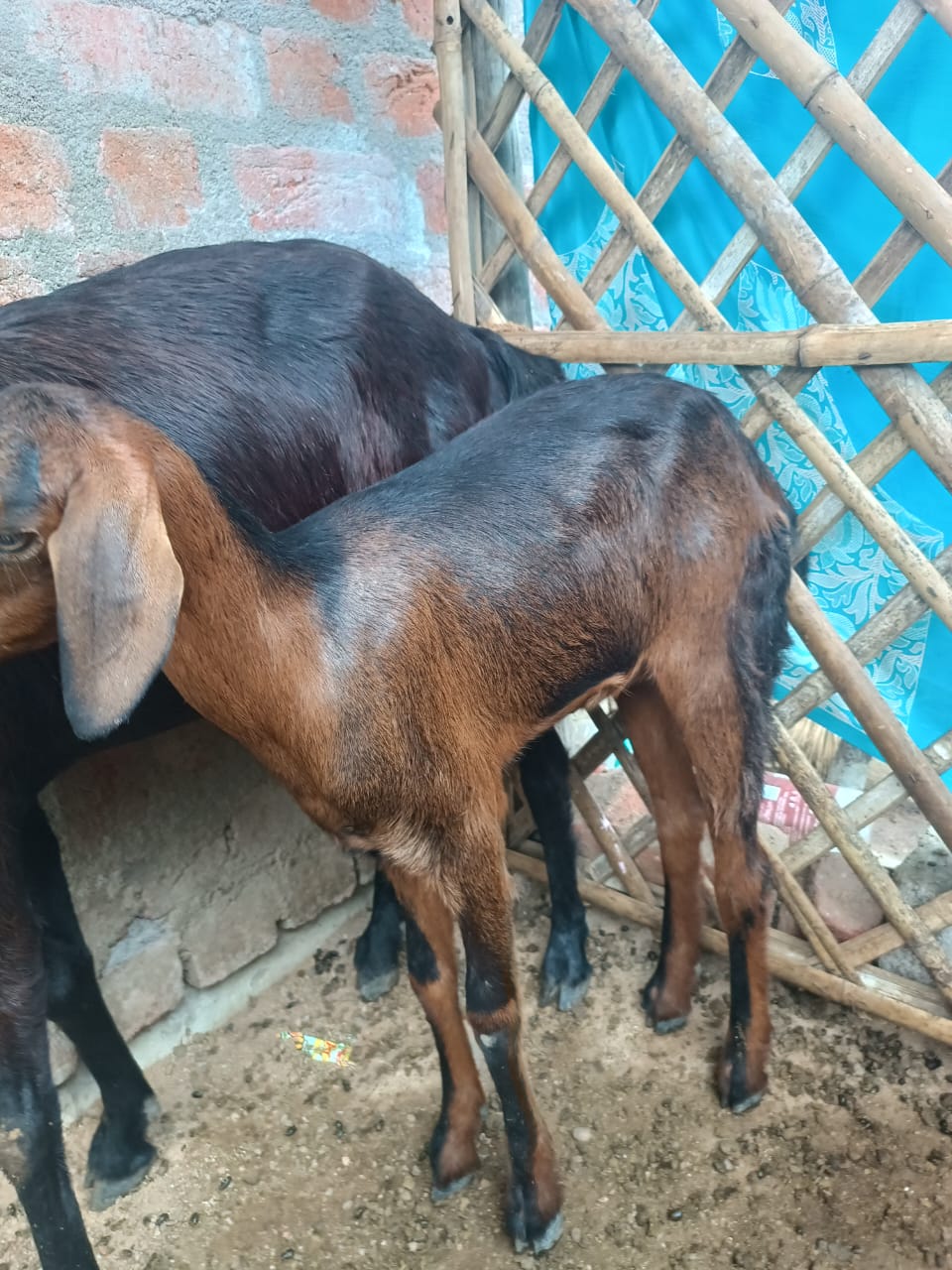 Golden Goat(Black Strips)