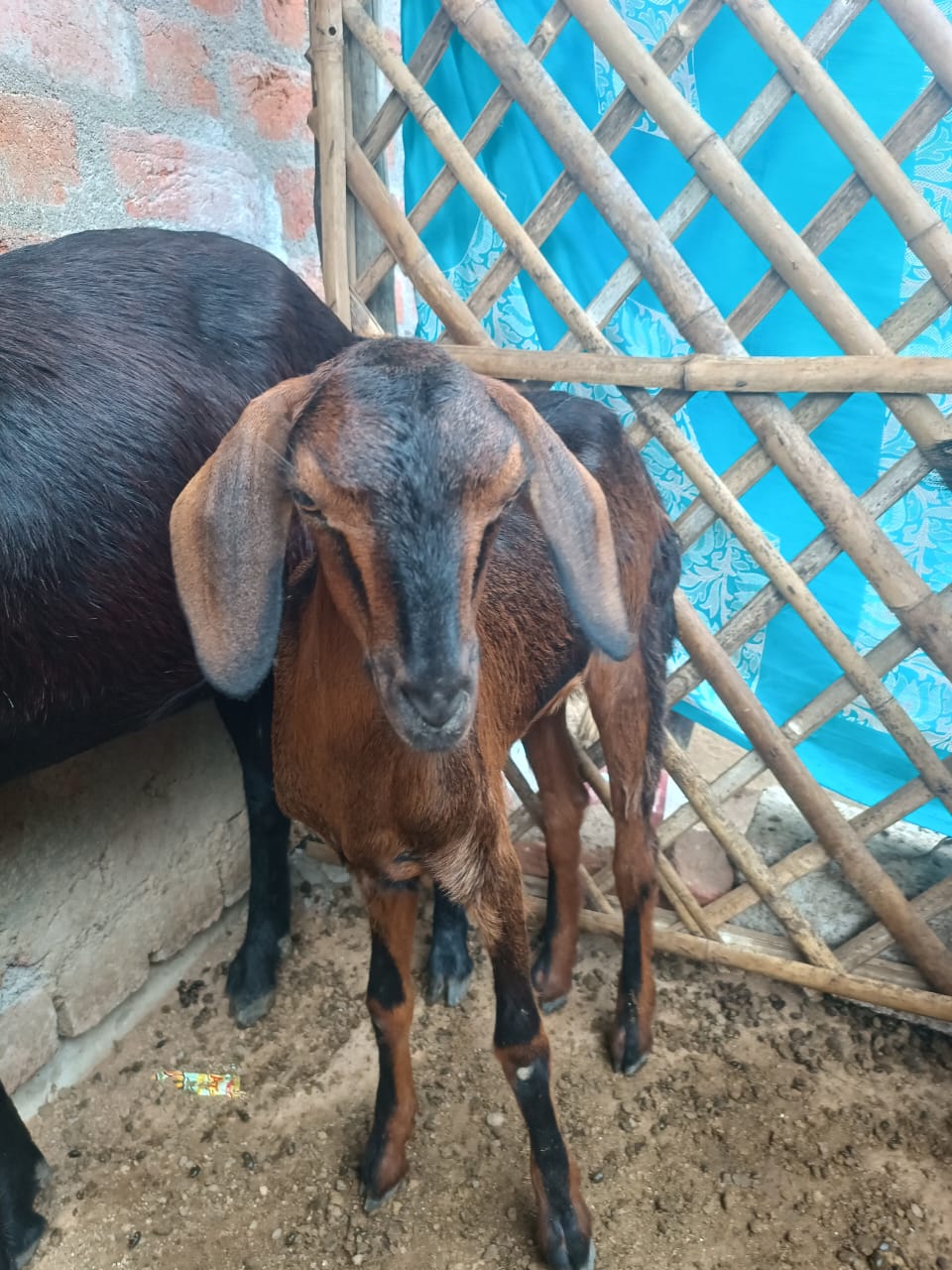 Golden Goat(Black Strips)