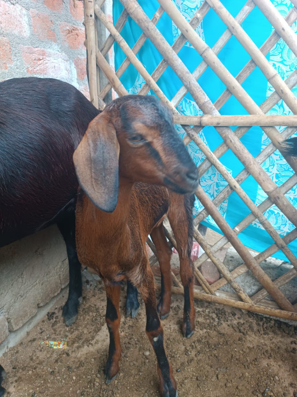 Golden Goat(Black Strips)