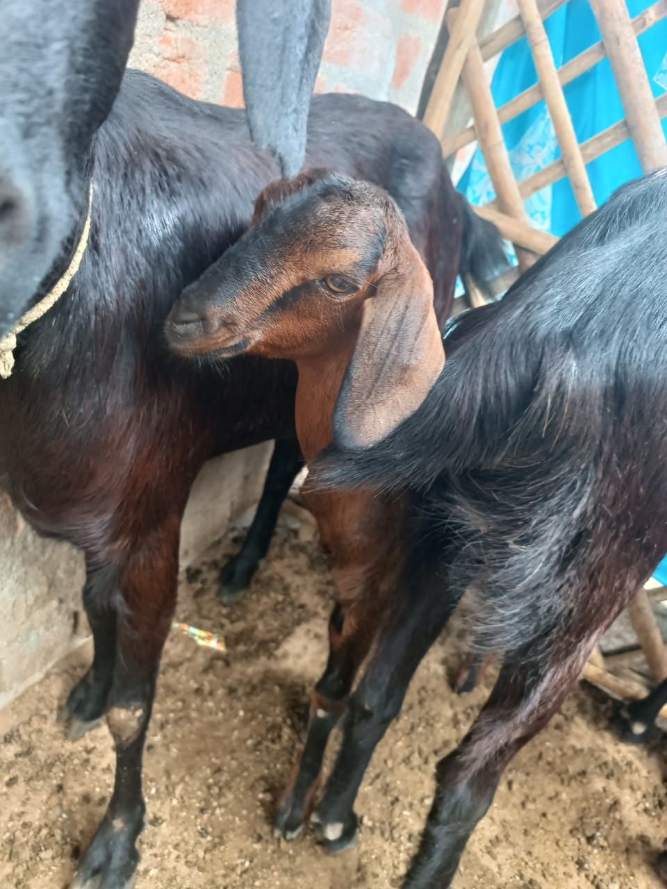 Golden Goat(Black Strips)
