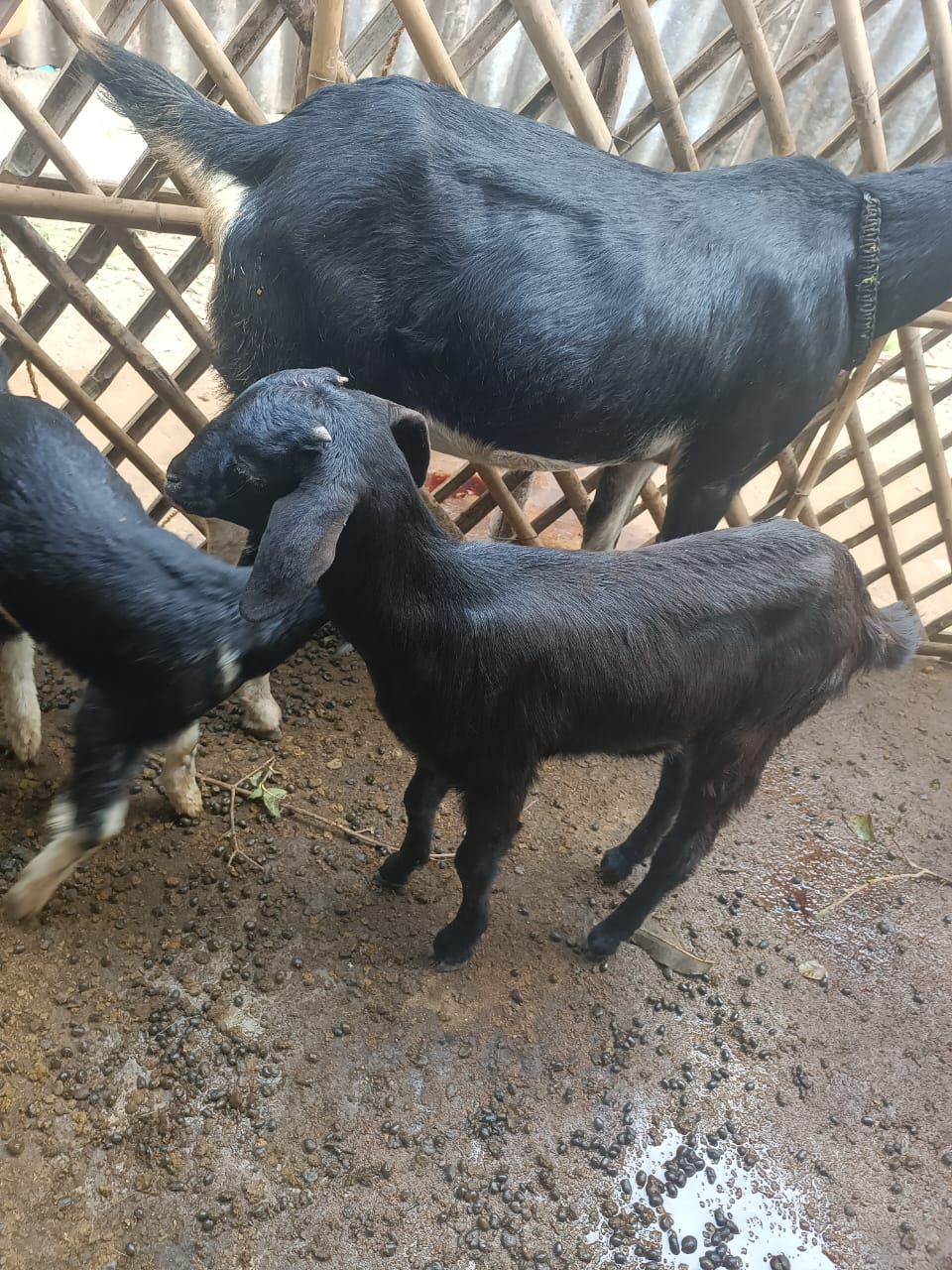 Black Goat(3 months)