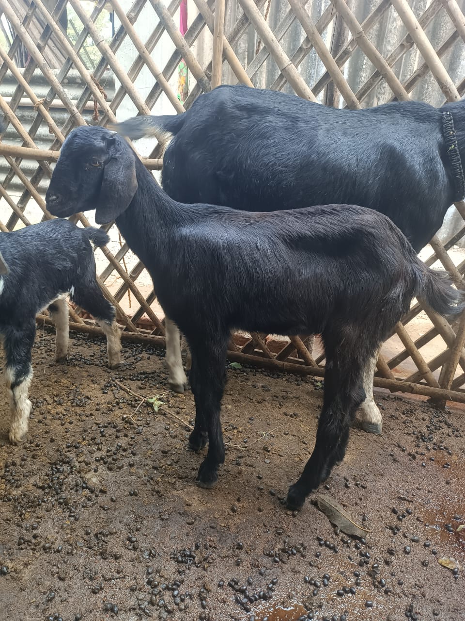 Black Goat(3 months)