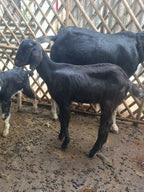 Black Goat(3 months)
