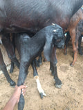 Black Goat(white Strips on Legs)