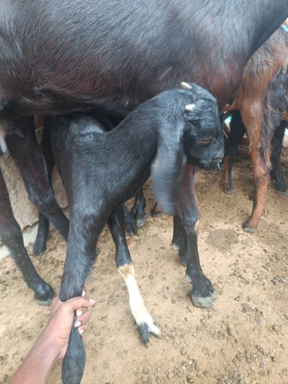 Black Goat(white Strips on Legs)