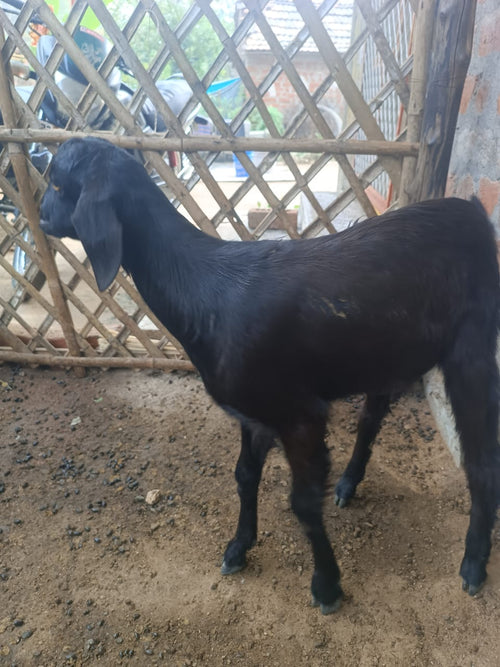 Black Goat(No horns)