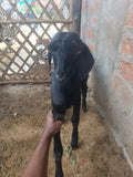 Black Goat(No horns)