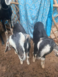 Goat(small baby white strip)
