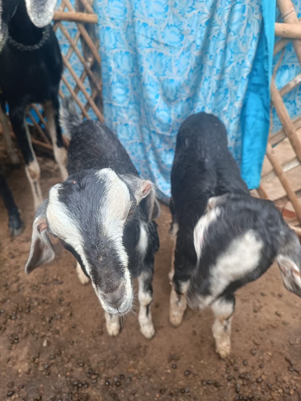 Goat(small baby white strip)