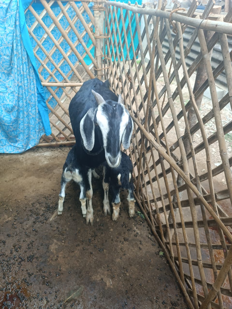 White Goat1